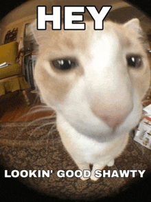 a picture of a cat with a caption that says hey lookin ' good shawty