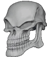 a close up of a skull without a mouth on a white background