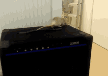 a mouse is sitting on top of an amplifier that says x2000b