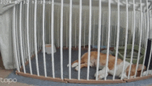 a dog is laying in a cage that says topo on the top