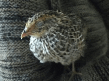 a small bird is sitting in a person 's hand .