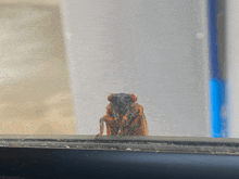 a cicada is sitting on a window sill and looking at the camera