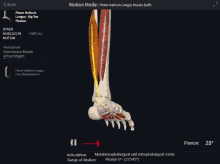 a screenshot of a flexor hallucis longus muscle showing muscles in motion