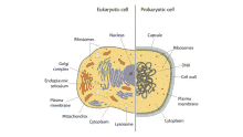 a diagram of a eukaryotic cell and a prokaryotic cell with labels