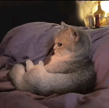 a cat is laying on its back on a bed with a purple comforter .