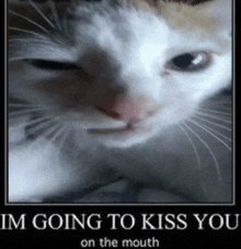 a poster of a cat with the words im going to kiss you on the mouth