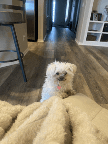 a small white dog with a pink collar is laying on a white blanket