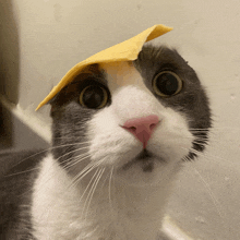 a cat with a piece of paper on its head looks at the camera