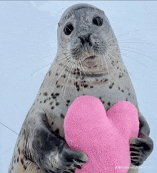 a seal holding a pink heart shaped pillow