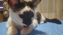 a black and white cat laying on a blue blanket with its tongue out