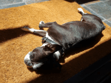 a black and white dog laying on its back on a door mat