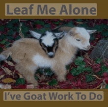 leaf me alone i 've goat work to do with two goats