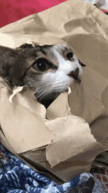 a cat is sticking its head out of a hole in a brown paper bag