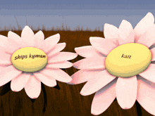 two pink daisies with the words ships kyman and katt on the centers