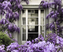 purple flowers surround a window with a white frame