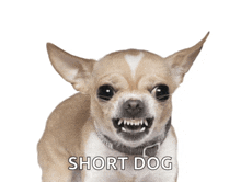 a small brown and white dog with its mouth open and the words short dog above it