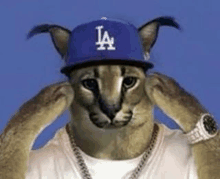 a cat wearing a la dodgers hat and a watch .