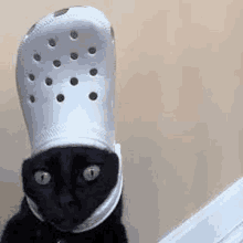 a black cat is wearing a crocs on its head .