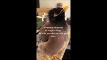 a bird with a yellow beak is standing on a counter with a caption that says wheestle