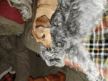 two dogs are laying on a plaid blanket