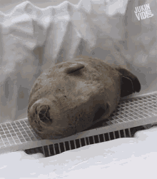 a seal is sleeping in a cage with the words jukin video written on the bottom