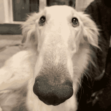 a close up of a dog 's nose with a very long whiskers