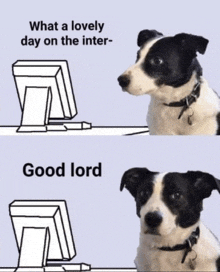 a black and white dog sitting in front of a computer screen with the words " what a lovely day on the inter " and " good lord "