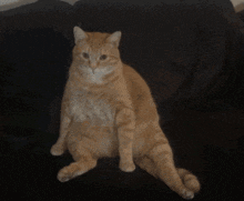 a cat is sitting on a black couch looking at the camera