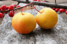 two yellow apples are sitting on a rock next to red berries