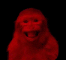 a red monkey with its mouth open in the dark