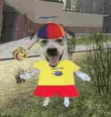 a dog wearing a yellow shirt and red shorts is holding a lollipop and a hat .