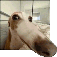 a close up of a dog 's face with a long nose