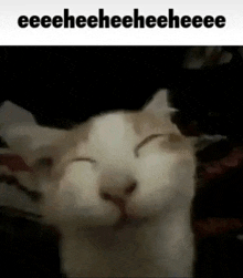 a close up of a cat with its eyes closed and a caption that says eeeeheeheeheeee .