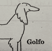 a black and white drawing of a dog with the name golfo on the bottom