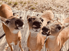 three deer sticking their tongues out and looking up at the camera