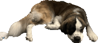 a brown and white dog is laying down on its back on a white background