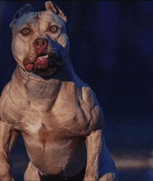 a very muscular dog is looking at the camera with a blue background