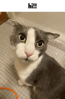 a gray and white cat is sitting on a tiled floor and looking at the camera with the words hi written above it