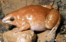 a brown frog is sitting on a rock .