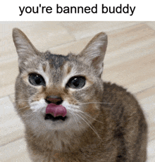 a cat with its tongue hanging out and the words you 're banned buddy above it