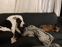 a black and white dog sitting on a couch next to another dog