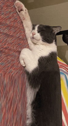 a gray and white cat is sleeping on a person 's arm