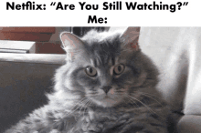 a cat sitting on a couch with the caption " are you still watching "