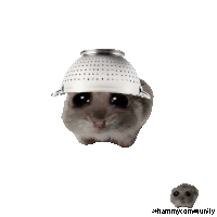 a hamster wearing a strainer on its head with the hashtag hammycommunity