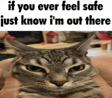 Cat Meme