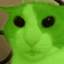 a close up of a green cat 's face