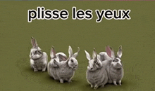 a group of rabbits standing next to each other with the words " plisse les yeux " written above them .