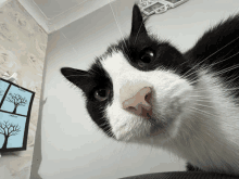 a black and white cat looking at the camera with a picture of trees on the wall behind it