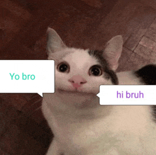 a cat with two speech bubbles that say yo bro and hi bruh