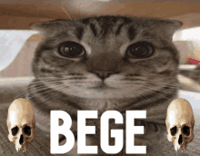 a cat with two skulls in front of it that says beige